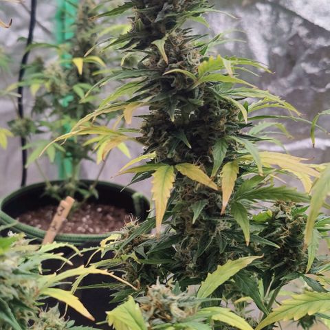 #1,2,3 growlog timeline photo