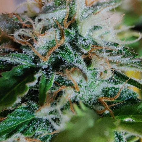 #1,2,3 growlog timeline photo