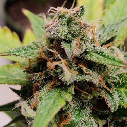 #1,2,3 growlog timeline photo