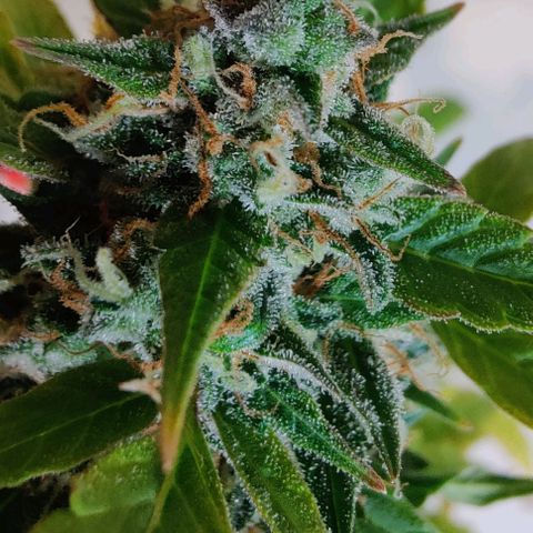 #1,2,3 growlog timeline photo