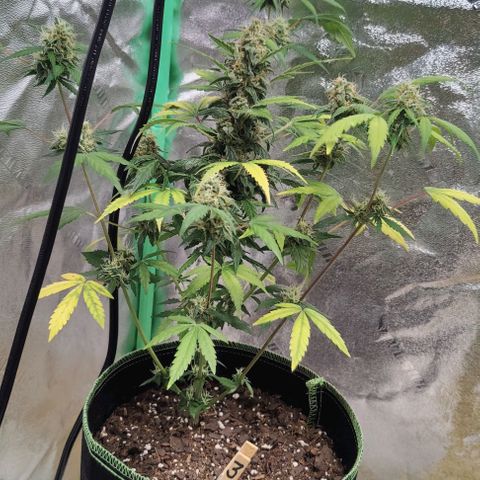 #1,2,3 growlog timeline photo