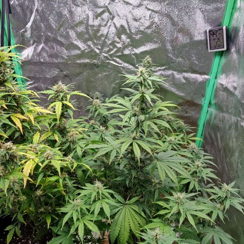 #1,2,3 growlog timeline photo
