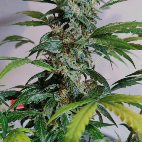 #1,2,3 growlog timeline photo