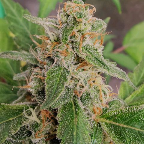 #1,2,3 growlog timeline photo