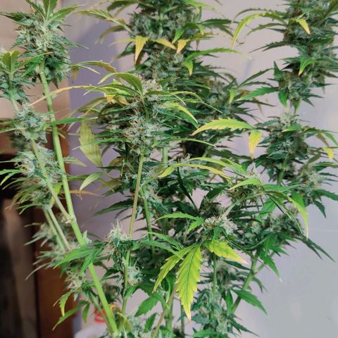#1,2,3 growlog timeline photo