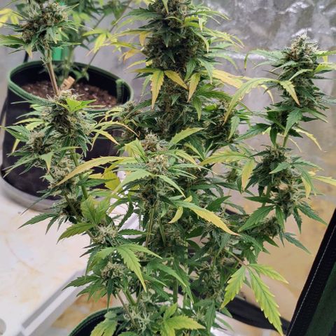 #1,2,3 growlog timeline photo