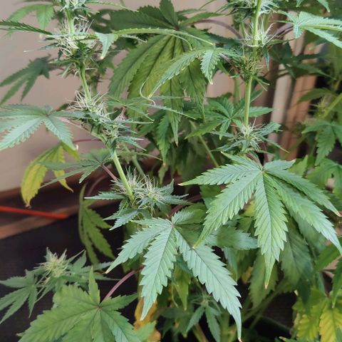 #4 growlog timeline photo