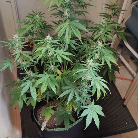 #4 growlog timeline photo