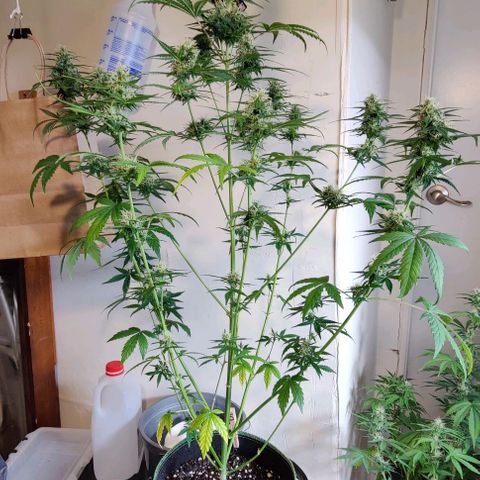 #5 growlog timeline photo