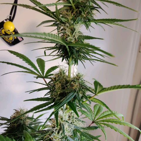 #5 growlog timeline photo