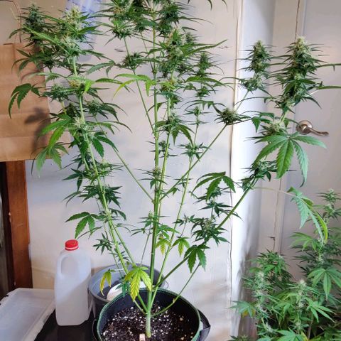 #5 growlog timeline photo