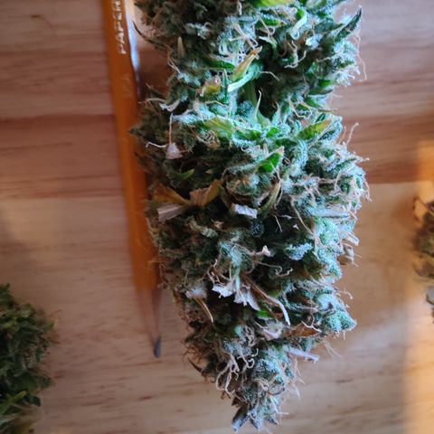 #5 growlog timeline photo