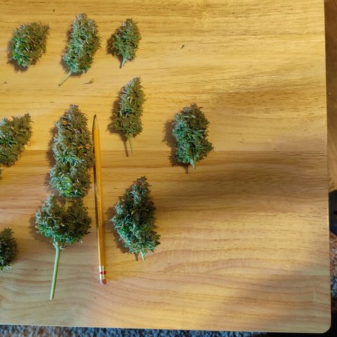 #5 growlog timeline photo