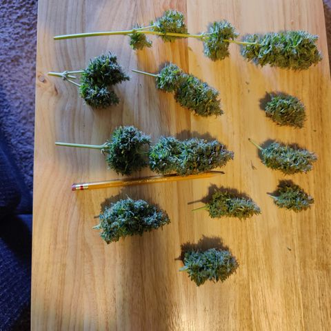 #5 growlog timeline photo