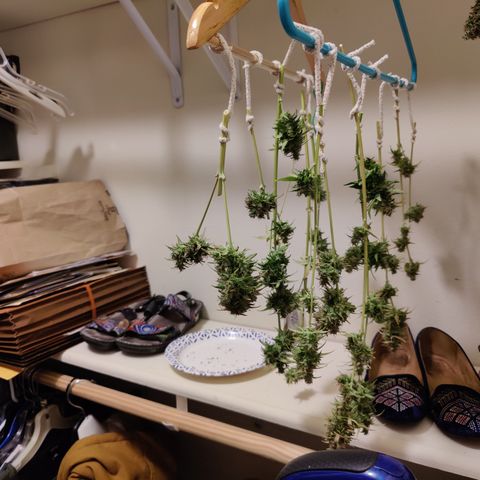 #5 growlog timeline photo