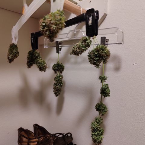 #5 growlog timeline photo
