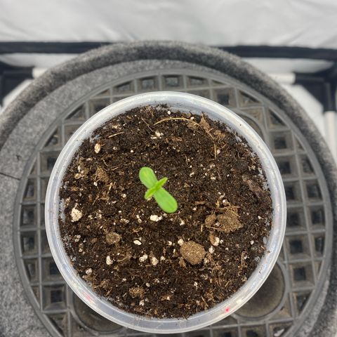 Tropicana Cookies growlog timeline photo