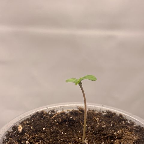 Tropicana Cookies growlog timeline photo