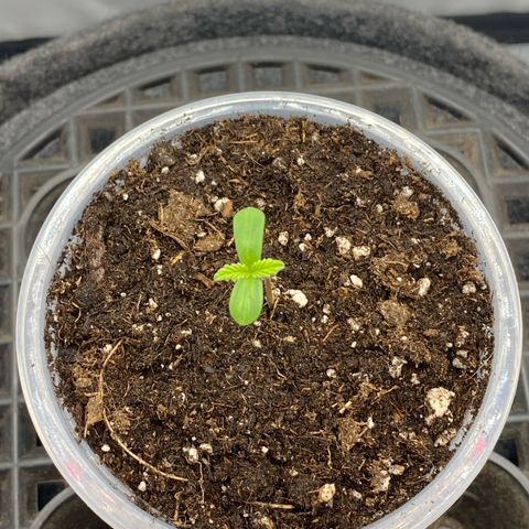 Tropicana Cookies growlog timeline photo