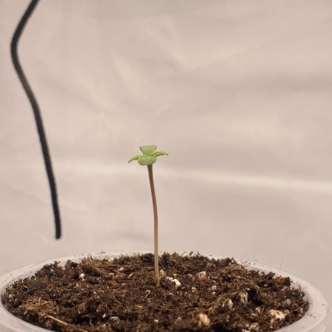 Tropicana Cookies growlog timeline photo