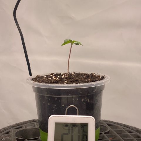 Tropicana Cookies growlog timeline photo