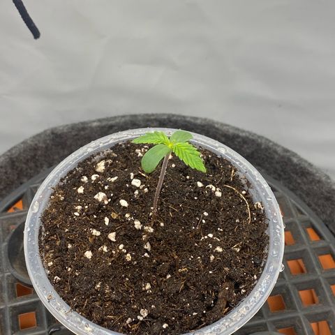 Tropicana Cookies growlog timeline photo