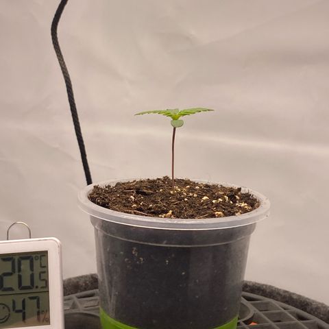 Tropicana Cookies growlog timeline photo