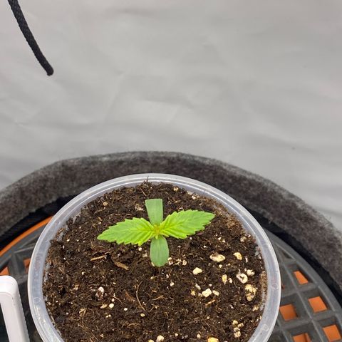 Tropicana Cookies growlog timeline photo