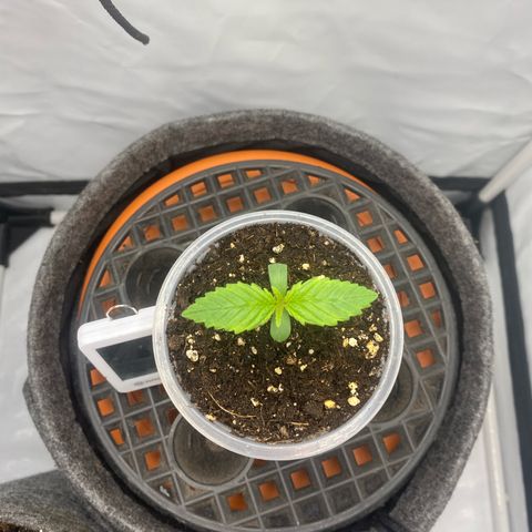 Tropicana Cookies growlog timeline photo