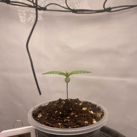 Tropicana Cookies growlog timeline photo