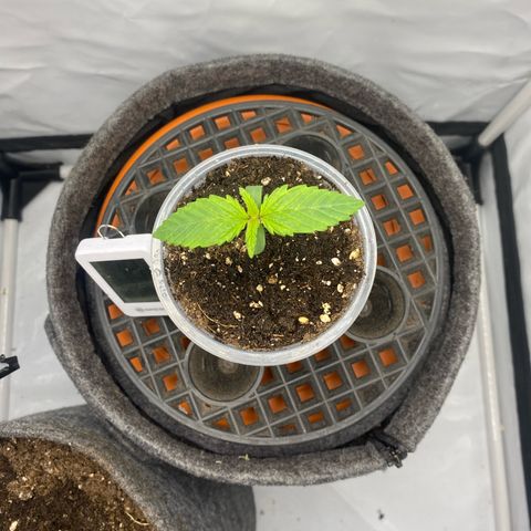 Tropicana Cookies growlog timeline photo