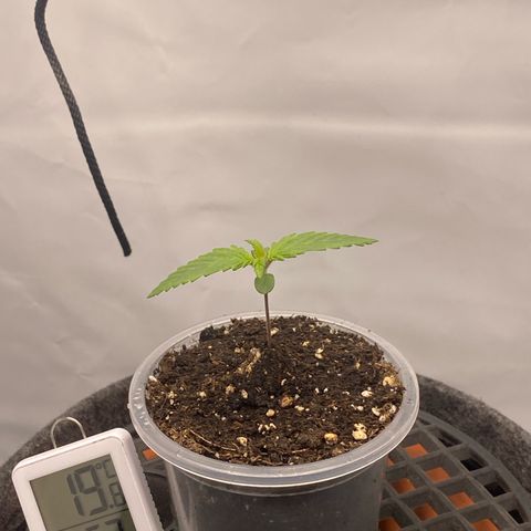 Tropicana Cookies growlog timeline photo