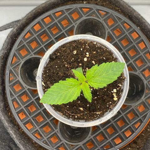 Tropicana Cookies growlog timeline photo