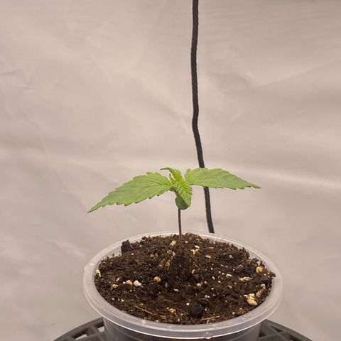 Tropicana Cookies growlog timeline photo