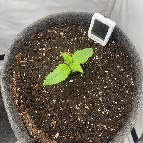 Tropicana Cookies growlog timeline photo