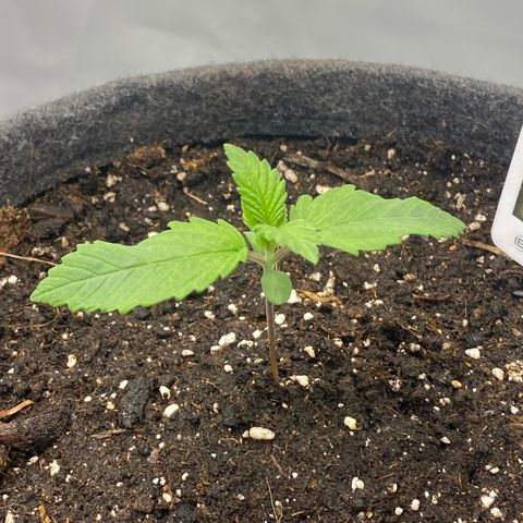 Tropicana Cookies growlog timeline photo