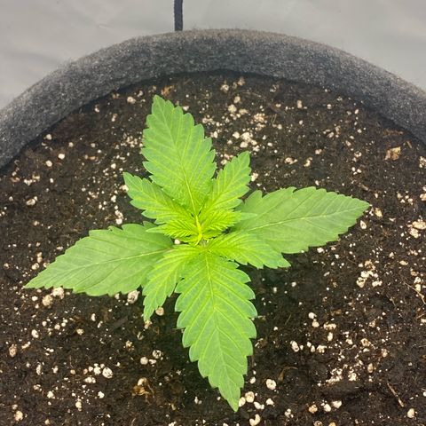 Tropicana Cookies growlog timeline photo