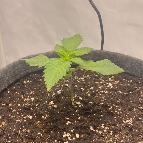 Tropicana Cookies growlog timeline photo