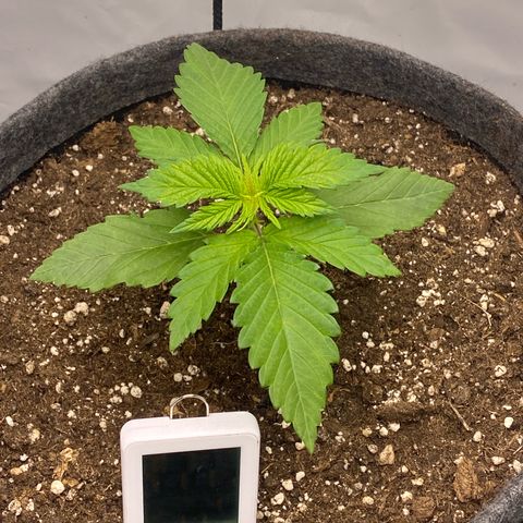 Tropicana Cookies growlog timeline photo