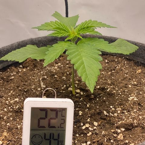 Tropicana Cookies growlog timeline photo