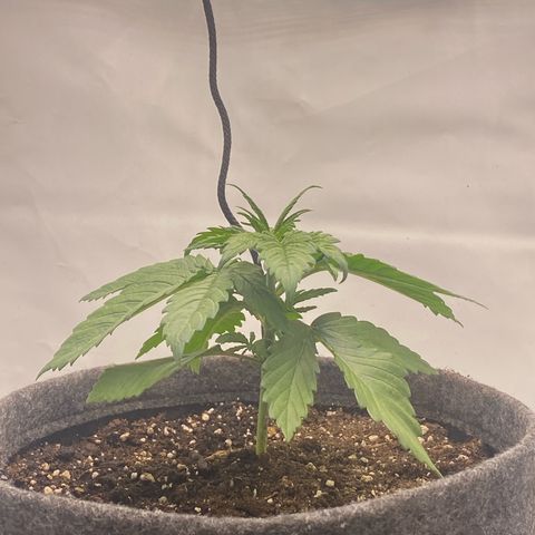 Tropicana Cookies growlog timeline photo