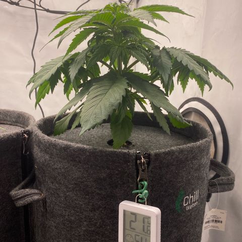 Tropicana Cookies growlog timeline photo