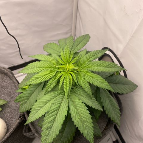 Tropicana Cookies growlog timeline photo