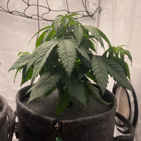 Tropicana Cookies growlog timeline photo