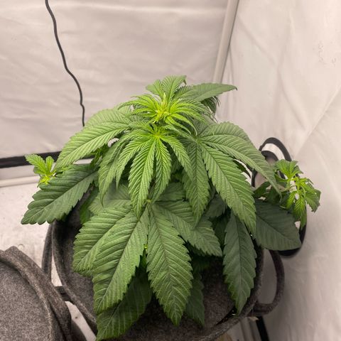 Tropicana Cookies growlog timeline photo