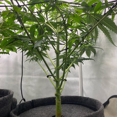 Tropicana Cookies growlog timeline photo