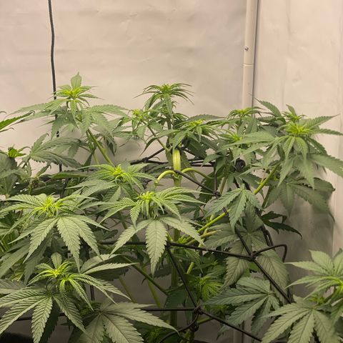 Tropicana Cookies growlog timeline photo