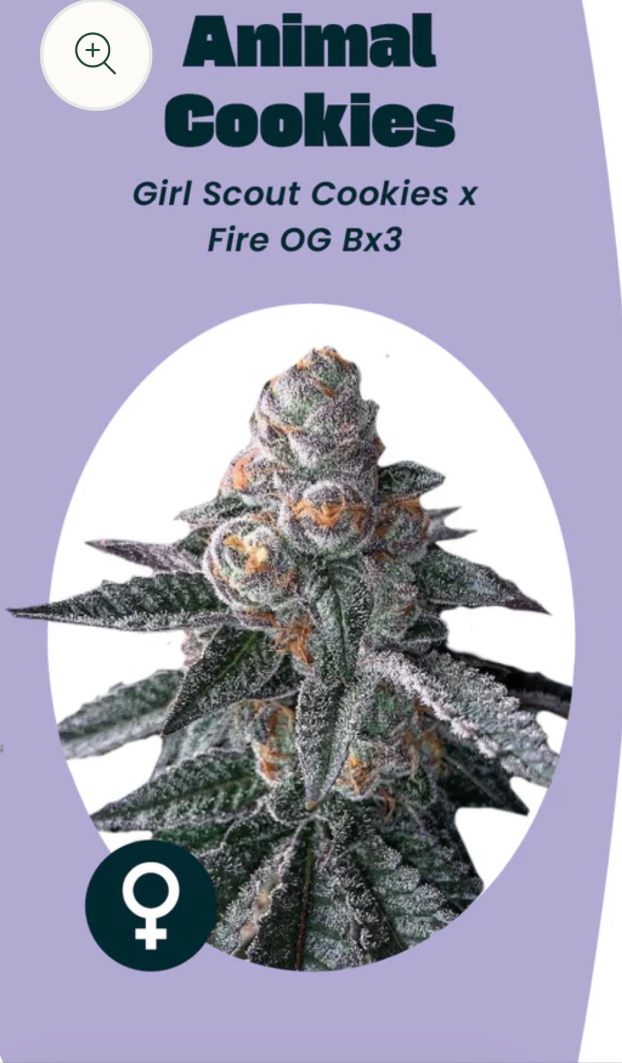 Animal Cookies growlog header