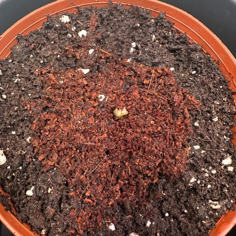 White Truffle Limited Edition  growlog timeline photo