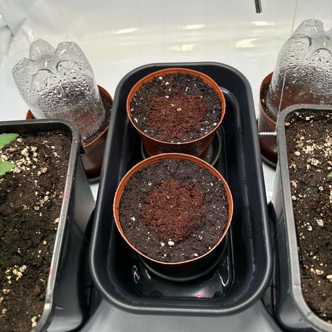 White Truffle Limited Edition  growlog timeline photo